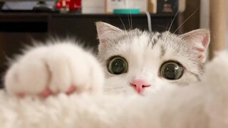 Đây có phải là chú mèo buồn cười không? Nó có chút hài hước.
