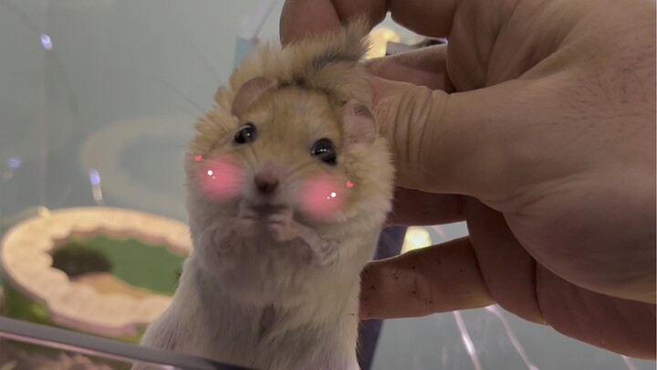 Raising rats the old way will make you look dirty