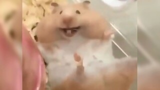 [Động vật]Cuộc sống hàng ngày vui vẻ của một chú hamster đáng yêu