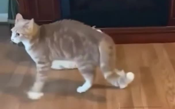 Mèo: Đây là loại sàn bị hỏng gì vậy? ?