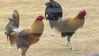 3RD ENTRY, 3COCK DERBY ELIMINATION. LEONIDAS 1 VS RYZVERKS SANCHEZ GF 330K PARADA #SABONGWPC