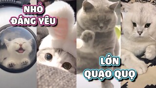 CỤC MEOW lúc nhỏ đáng yêu, lớn lên mặt quạo thấy ghét 😺 | Yêu Lu