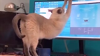 [Hewan]Ini Pasti Bisa Membuatmu Tak Ingin Memelihara Kucing