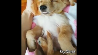 Dog makes you smile everyday watch this  🥰  | Dog lifestyle