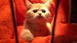 A Cute Little Orange Cat