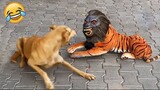 Funny Animal Videos 2024 😅 - Funniest Dogs and Cats Videos 😁 Part 206