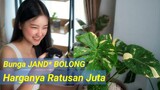 Fakta unik Bunga Janda Bolong | Monstera Adansonii Variegated | Janda Bolong Tanaman Hias