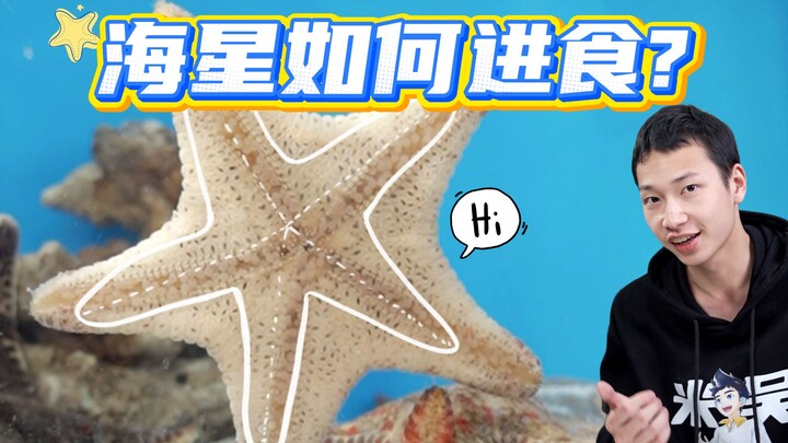 Setelah tujuh hari, kami akhirnya berhasil merekam seluruh proses bintang laut makan!