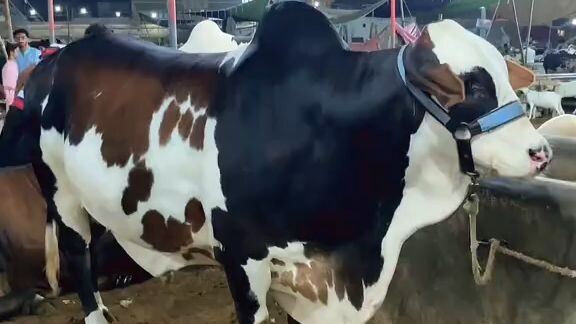 Animal