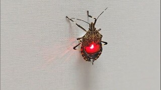 激光杀虫真狠！