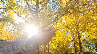 Autumn and Falling Leaves from a Baby's Perspective ~ [Cub Simulator]
