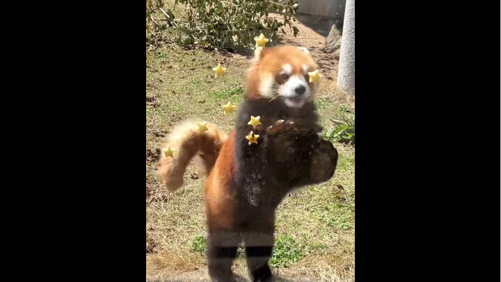 شياو نينغ مياو بتأكل ✨ تفاح النجوم～