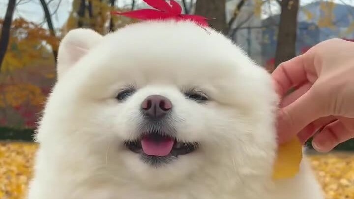 Membuatkan baju untuk anjing kecil menggunakan daun maple musim gugur