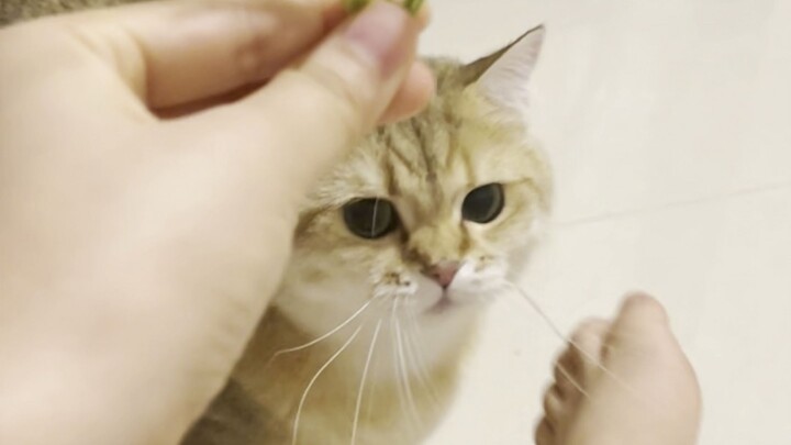 Pulang kerja, aku mampir ambil rumput kucing untuk Zhu Mi—dia begitu bersemangat!