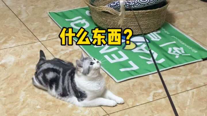 บอกเลยว่าหม่าม่วงนี่เหมือนตัวจิ๋วขี้เล่นจริงๆ!!!