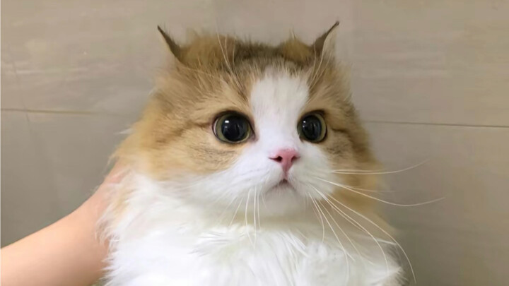 My mom said she found a big yellow rat in the kitchen.