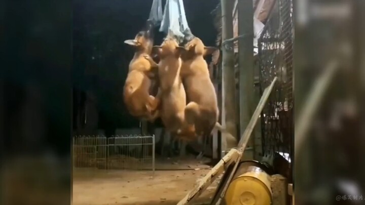 A Roundup of Legendary Animal Voiceovers #AnimalVoiceovers #AddictiveVoiceovers