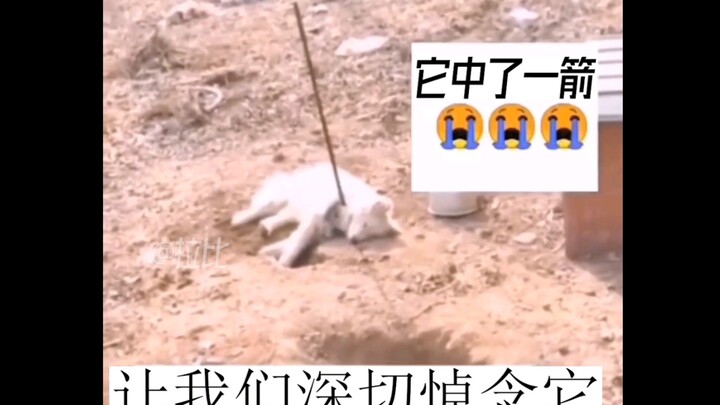 这狗子就TM离谱！！