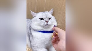 Các Bạn Thấy Ria Mèo Mọc Trên Trán Chưa Ạ. Hôm Nay Lại Troll Con Boss Nhà Mình ^^ suhuong meocute mèous meow onhavanvui mèo