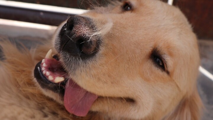 Maybe this is why they call it a Golden Retriever.