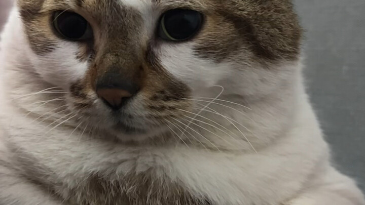 Being such a petty cat!