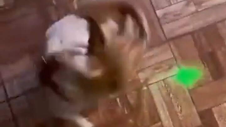 The Perfect Golden Spin Dog