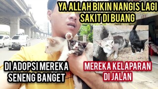 Astagfirullah Anak Kucing Sakit Di Buang Di Jalanan Bikin Semua Cats Lovers Sedih Endingnya Adopsi.!