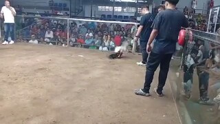 buntot hipon in action