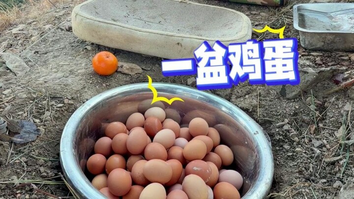 Day 179 | Leaving a basin of eggs on the mountain!