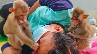 Very Smart Monkey Toto Yaya Help Mom To Find Insects On Mom