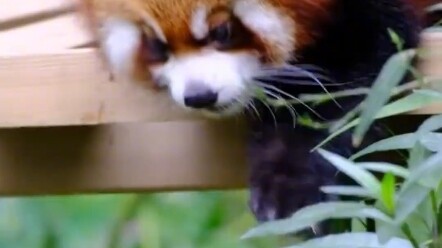 A group of red pandas is kept at the zoo, and one of them often sneaks out—turns out the reason is t