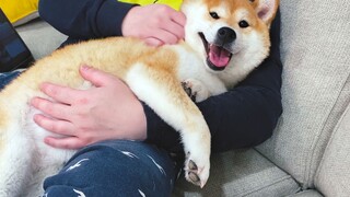 Memberi kostum lucu ke shiba inu. Shiba inu: Aku sudah ceroboh!