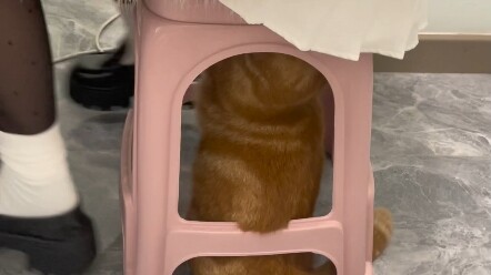 腿控小猫为了看腿 竟然脱我裤子…