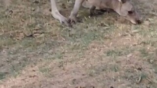 Friends I left a new video in front of you, of course you like to share the comment from my news pho