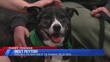 Furry Friends: Meet Peyton