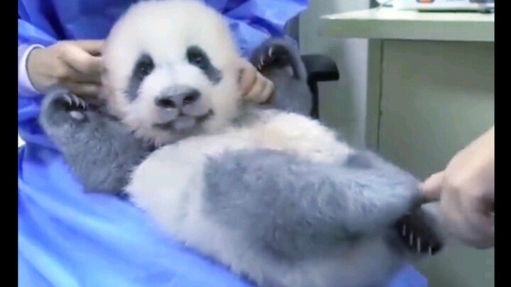 Hey human, as a local panda I do know you're talking about my hair