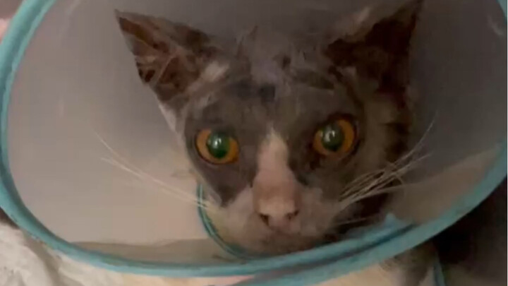 The cat had a fungal infection and all the hair on its head had fallen out when it came to me. After