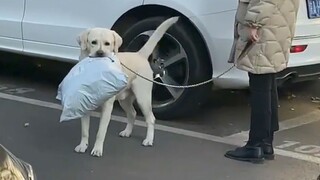 "Although I'm just a little dog, I'm very polite!"