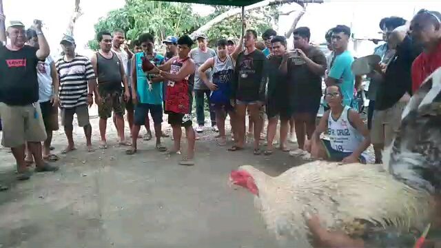 Bakiki win tigbakay sa looc