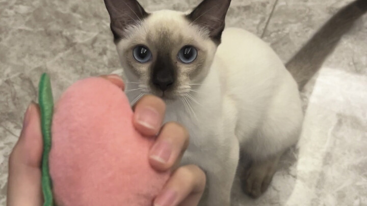 The Siamese puppy invites you to play ball together!