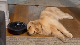 The dog was lying on the floor sleeping, being stroked from head to tail by the robot vacuum cleaner