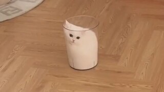 "A Cup of Cat"
