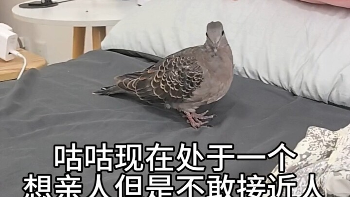 Gu-Chui gets diarrhea from the air conditioner—how could he possibly get into bed? (The jungler has 