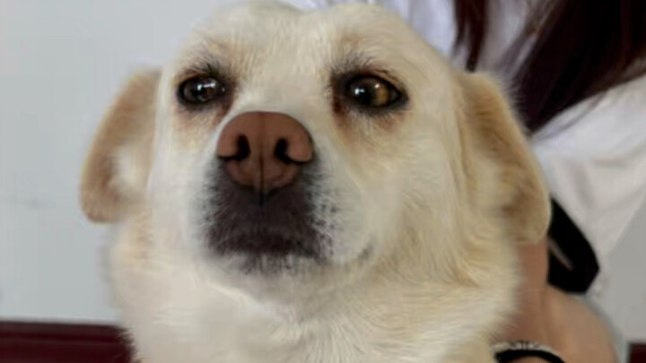 Day 941 of the mala tang shop owner’s journey of fostering over 40 stray dogs; today, Xiaobai is 600