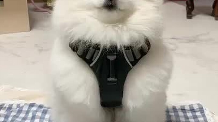 Sharing a dog that can adjust its volume—when it barks loudly, it really goes all out!