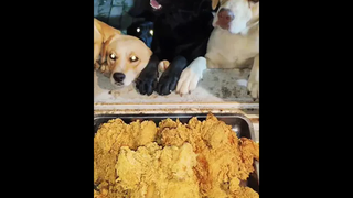 🥠🥠🥠🥠