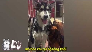 NGÁO HUSKY   Loài chó duy nhất HÉT còn to hơn SỦA 🤣   Yêu Lu