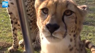 这竟然是猎豹的叫声