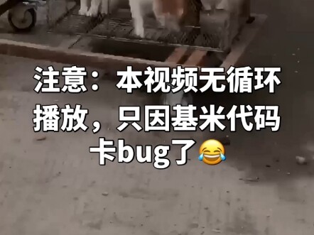 Code của mèo thì đào mãi cũng không hết