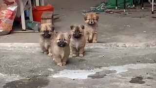 Anjing ini... membuatku tertawa sehari semalam